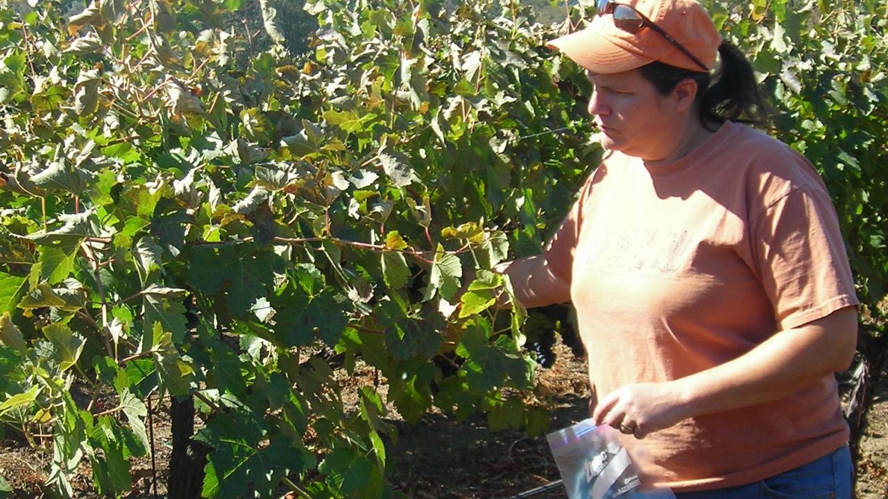 Instructor Spotlight Patricia Howe UC Davis Continuing and